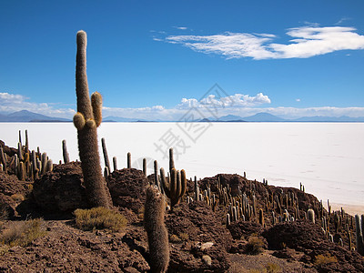 玻利维亚盐湖巨生仙人掌和Uyuni盐湖盐滩仙人掌旅行植物高原白色森林沙漠背景