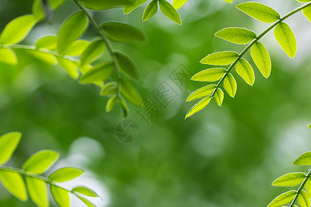 春天绿叶环境叶子花坛草本植物树叶绿色园艺衬套光合作用阶段图片