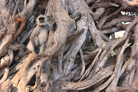 格雷兰古尔坐在一棵大树上 Ra历史野生动物灰色公园叶猴灵长类旅行荒野文化动物图片