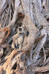 格雷兰古尔坐在一棵大树上 Ra国家叶猴灵长类动物榕树旅行公园野生动物灰色历史图片