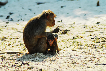 妈妈和小孩在海滩上的猴子背景图片