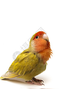 显示 gapornis 形形负数动物红色宠物栖息脊椎动物绿色热带异国羽毛白色图片