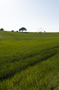 草地面积美丽牧场蓝色生长植物绿色场地太阳草原晴天图片