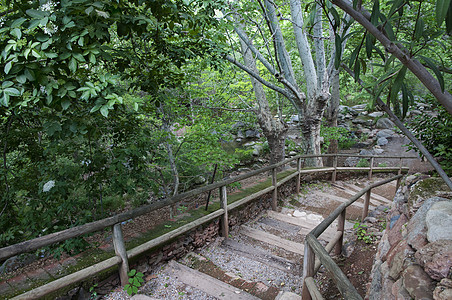 山上楼梯公园环境叶子石头途径人行道植物森林乡村衬套图片