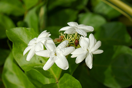 香白鲜花 茉莉茶制作叶子花瓣庆典花束脆弱性芬芳植物学绿色茉莉花植物背景图片