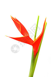美丽的H型希利奥尼亚式高压 火鸟Huber Fire bird 开在伊索尔岛上热带花瓣园艺叶子宏观异国植物荒野天堂植被图片