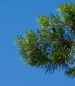 松木树绿色森林枞树宏观黄色蓝色树木天空松树植物图片
