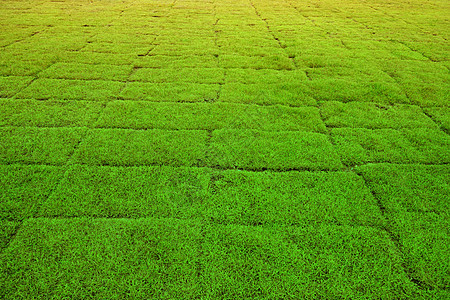 足球场上的干草体育场条纹游戏草皮地面公园足球操场小路绿色图片