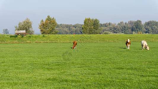 在荷兰草地放牧的牛群农田草原天空国家场地奶牛牛肉动物哺乳动物农村图片