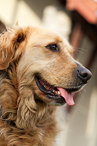 美丽的金色寻金器肖像处理奶油犬类衣领尾巴回收器猎犬宠物朋友饲养员图片