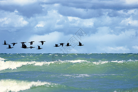 摄氏剂海浪羽毛海滩环境生态天空海岸海岸线飞行翅膀图片