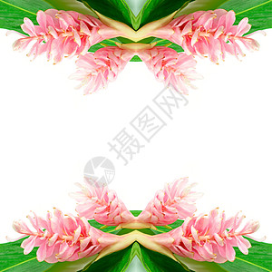 姜花情调热带花园植物丛林鸵鸟异国良姜白色粉色背景图片