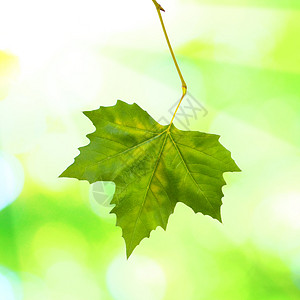 阳光树春月绿背景的美丽的绿树叶植物学生长植物群射线森林生活阳光生态环境植物背景