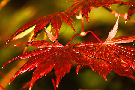 秋季绿色季节叶子季节性场景风景棕色树木树叶花园图片