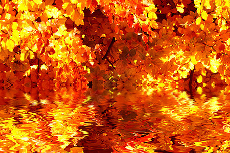 秋季绿色橙子叶子季节场景黄色红色风景树木花园图片