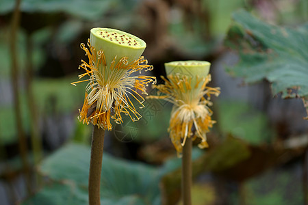 公园里闪亮的莲花植物软垫灌木核桃属植物学荷花花萼百合生物学情调图片