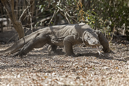 科莫多龙日光收费异国动物脊椎动物捕食者巨蜥情调蜥蜴野生动物图片