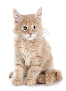 小猫棕色宠物动物工作室图片