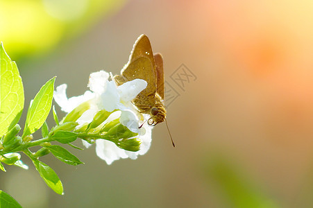 白花上的蝴蝶名称为 佩洛皮翅膀场地季节性荒野野生动物宏观花园风格叶子昆虫图片
