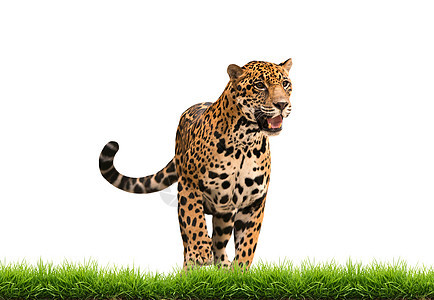 青草隔离的美洲豹豹荒野绿色白色丛林哺乳动物黄色黑豹动物男性食肉图片