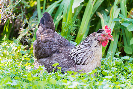 在户外草地上放鸡鸟类家畜棕色食物花朵场地家禽母鸡农业绿色图片