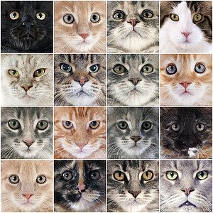 猫团体工作室小猫眼睛动物宠物背景图片