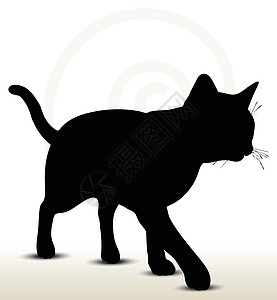 猫尾图插图爪子拳击模版小猫跳跃猫咪计算机剪影睡眠姿势图片