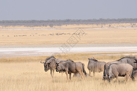 蓝野生动物畜群放牧动物风景羚羊哺乳动物野生动物牛羚动物群甲壳图片