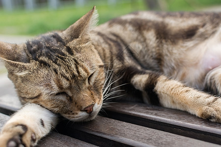 台湾机场猫睡在椅子上条纹街道猴童猫科动物流浪小猫荒野生活场景说谎背景