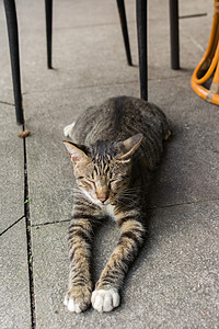 台湾机场猫说谎休息睡眠荒野猫科动物流浪生活动物场景条纹哺乳动物宠物背景