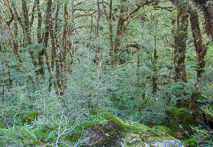 新西兰雨林组织丛林叶子植物峡湾植被风景衬套树干气候蕨类图片