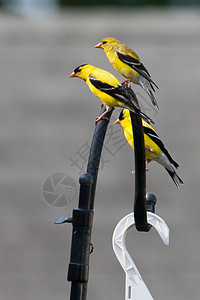 Goldfinch 黄金金雀花动物群黑色羽毛野生动物动物树木摄影大道图片