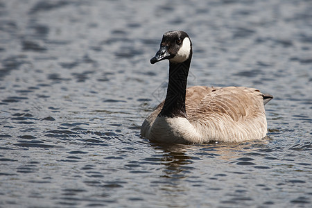 加拿大鹅游泳组织季节动物群水鸟羽毛池塘眼睛脖子野生动物水禽鸟类图片