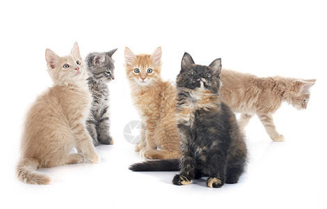 小猫动物团体工作室宠物棕色图片