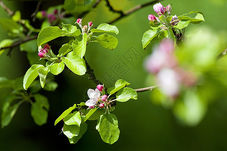 花朵中的苹果树生长水果雌蕊白色绿色花园季节叶子花瓣植物群图片