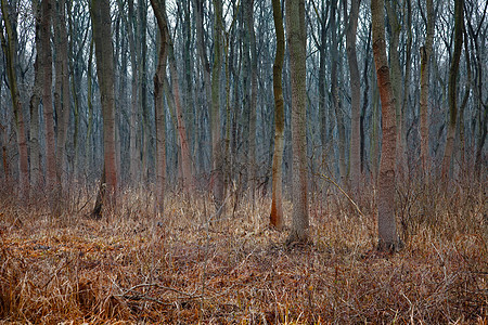秋季农村黑暗树叶环境木头植物薄雾叶子树干树木图片