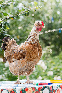 户外播养鸡日公鸡食物鸟类动物家禽母鸡农家院羽毛绿色牧场图片