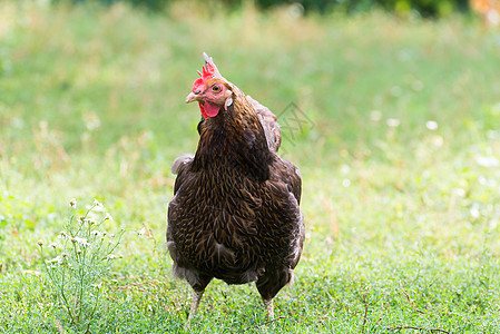 户外播养鸡日花朵羽毛农业场地草地翅膀家畜母鸡牧场食物图片
