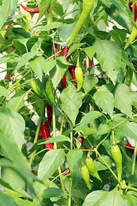 红辣椒花园烹饪辣椒食物蔬菜洋葱味道沙拉小路饮食图片