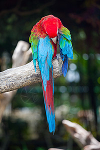 彩色金刚鹦鹉鸟类丛林动物园生活野生动物眼睛鸟舍情调蓝色鹦鹉图片