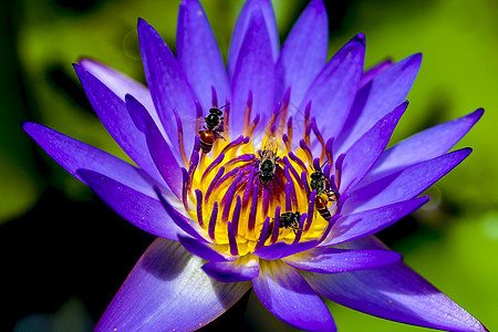 莲花宏观天空蓝色木头植物群植物蜜蜂太阳叶子花瓣图片
