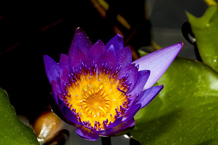 无标题眼睛木头蜜蜂紫色宏观漏洞天空叶子花瓣植物群图片