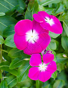 绿色自然背景的美丽粉红色温卡花图片