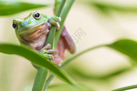 澳大利亚绿树青蛙蟾蜍水平丛林两栖植物宏观树蛙环境生态叶子图片