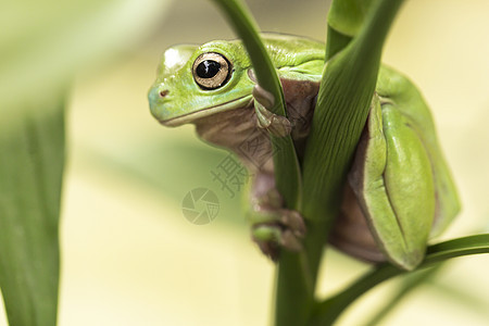 澳大利亚绿树青蛙生态绿色水平两栖树蛙植物野生动物叶子动物森林图片