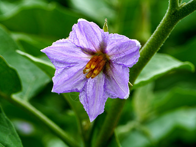 鸡蛋植物紫花圣歌食物白色圆形茄子金鱼绿色蔬菜热带图片