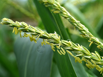 玉米花收获种子城市谷物食物生长文化场景粮食叶子图片