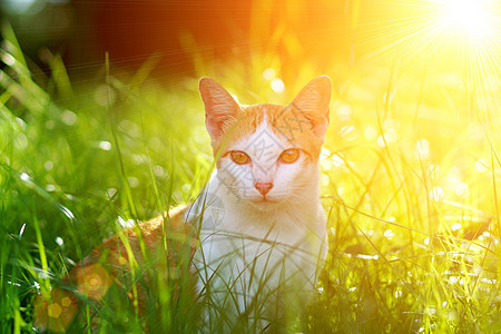 青草中的猫 夜晚的太阳兽医蓝色美丽好奇心灰色头发眼睛毛皮小猫动物图片