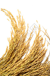 大米谷物收获植物食物谷类生长粮食农产品黄色农场种子背景图片