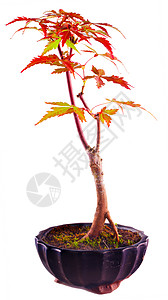 Acer 棕榈树背光衬套掌心红色树木天空树叶花园叶子盆栽图片